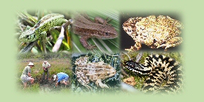 Composite herp and herp workers pic